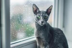 A sleek Oriental Shorthair cat perched on a windowsill, its vibrant green eyes sparkling with intelligence photo