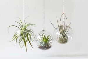 Three aerial plants hang in the terrarium. photo