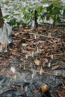 rainwater is falling from the sky onto the ground photo