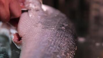 el proceso de salazón rojo pescado salmón pelar el pescado desde el cáscara cubrir eso con sal y salir eso para salazón para un mientras delicioso sano comida natural producto Mariscos masculino manos de cerca limpiar pescado video