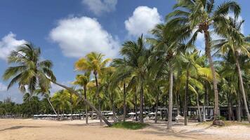 Vietnã phu quoc arenoso de praia com Palma árvores e turquesa mar ilha. verão feriados fundo - ensolarado tropical paraíso branco areia de praia. panorama - conceito do verão ao ar livre. video