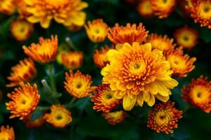 Orange Chrysanthemum flower on top view, flower background photo