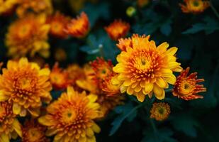 Orange Chrysanthemum flower on top view, flower background photo