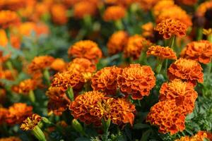 beautiful marigold flower in garden, flower on top view and flower photo