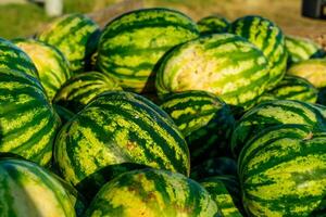 Many large sweet green watermelons are piled up. photo