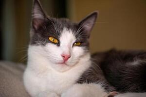 cat with a pink nose and yellow eyes is laying on a bed. The cat appears to be relaxed and comfortable photo