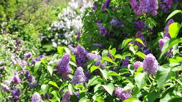 Blossom lilac flowers in spring in garden. branch of Blossoming purple lilacs in spring. Blooming lilac bush. Spring season, nature background. photo