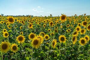 Sunflower flower on agriculture field, growing sunflower for production. photo