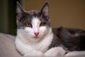 gato con un rosado nariz y amarillo ojos es tendido en un cama. el gato aparece a ser relajado y cómodo foto
