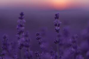 Lavender flower background. Violet lavender field sanset close up. Lavender flowers in pastel colors at blur background. Nature background with lavender in the field. photo