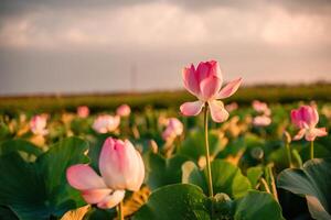 amanecer en el campo de lotos, rosado loto nelumbo nucifera se balancea en el viento. en contra el antecedentes de su verde hojas. loto campo en el lago en natural ambiente. foto