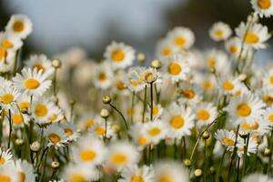 Daisy Chamomile background. Beautiful nature scene with blooming chamomilles in sun flare. Sunny day. Summer flowers. photo