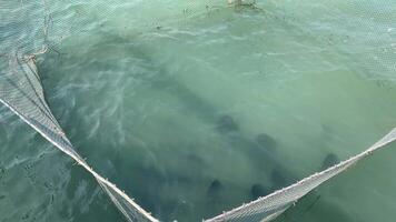 The real life of ordinary Vietnamese people Fishermen on a fishing farm people work under the burning sun on the Indian Ocean in Vietnam on the island of Phu Quoc growing fish video