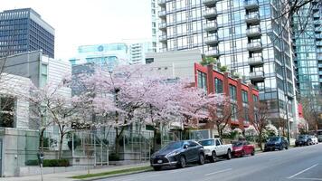 vancouver street skyscrapers blooming sakura spring cars different buildings road real life in the big city vancouver canada 2023 video