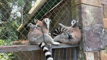 Family of lemurs catta on green grass wash each other. Madagascar lemurs close up. video