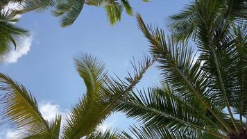 Sommer- Strand Hintergrund Palme Bäume gegen Blau Himmel Banner Panorama, tropisch Reise Ziel. video