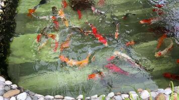 rojo pescado disfruta vida en un estanque, Alemania. nadando en agua y ocultación en nubes koi pescado nadando en estanque. video