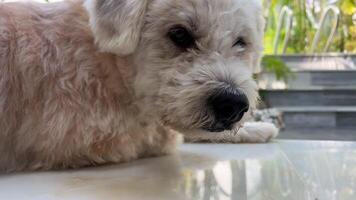 Sadness rest old age sadness disease treatment of dogs veterinarian Sad dog sitting on the porch with his head on his paws shaking his ears protection from fleas biting mosquitoes insects hot climate video