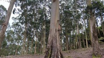 hoog eucalyptus bomen in de Portugees Woud in de achtergrond reusachtig honderdjarig stenen. hoog kwaliteit 4k video