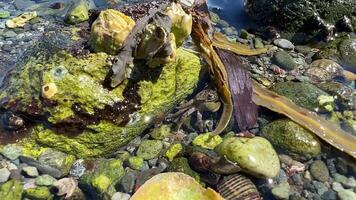 on sea low tide bright algae wet under them a small crab runs up and hides then runs away from frame close-up macro filming square life of the sea animals in the sea sea crabs crayfish and squid video