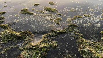 sur le rivages de le pacifique océan, algues sont la gauche à faible marée et épais l'eau le mer apporte algues à le rive elles ou ils mensonge comme une tapis l'eau éclaboussures sur leur vert et marron créer une barrière video