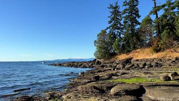 Mauer Strand, Nanoose Pazifik Ozean Strand auf Vancouver Insel ein sehr schön Kombination von Natur auf das richtig Seite Nadelbaum Bäume auf das links Seite das Ozean sieht aus mögen ein See oder das Meer video