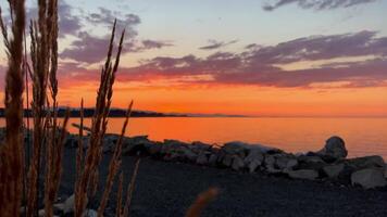 bright sunset on the lake on the left spikelets grow orange stripe horizon space for text background for any advertising video