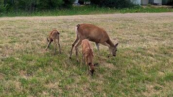 mother deer and two small deer grazing on the grass right people are not visible they are alone when the car starts to move out they run away canada free animal Parksville beach Surfside RV resort video