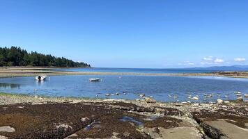 Low tides in the Pacific Ocean on Vancouver Island in Canada are visible to my fellow countrymen and somewhere on the pier there is a ship that may soon capsize because the water is leaving video