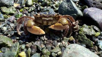 macro krab zit kletterend haar klauwen en verdedigt zelf van camera dat is heel dichtbij haar mond is in beweging antennes haren Aan haar poten zijn zichtbaar allemaal details opleiding over leven van oceaan video