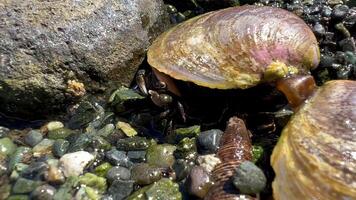 biología lección educativo cómplice vida de cangrejos pequeño cangrejo construye sus abrigo madrigueras dentro el piedras me gusta un camaleonanfibios en el Oceano y mar Pacífico Oceano vida se esconde desde depredadores macro video