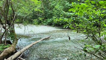 macmillan provinciaal park zeven vraagt zich af Canada Vancouver eiland een rivier- of stroom met Doorzichtig water in oud Woud met reusachtig bomen gedekt met mos dieren in het wild Leuk vinden een film van de Verleden over dinosaurussen video