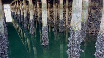 ein Menge von Muscheln wuchs auf Stangen unter das Brücke Granville Insel das Säulen gehen in Grün immer noch Ruhe Wasser alt Kai ruhig Ruhe Leben von Schnecken Hintergrund zum Text Über rybatskoje oder Ozean Ausflug video