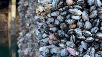 A lot of shells grew on poles under the bridge Granville Island The pillars go into green still calm water old wharf Quiet calm life of snails Background for text about Rybatskoe or ocean trip video