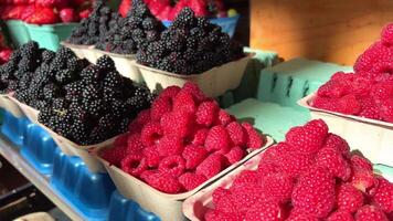 strawberry raspberries and blackberries on the market video