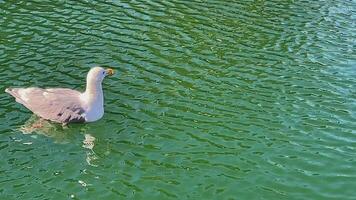 granville isola galleggiante su il acqua su il onde un' bianca uccello su il verde acqua sembra Indietro, giri, voi può vedere il increspature un' piccolo vento crea piccolo onde grande acqua uccello posto per testo video