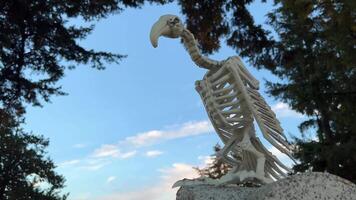 there is space for text Evening clouds The skeleton of a vulture bird sits against the background of the sky in a cemetery around trees Halloween in full swing the holiday begins he sits and looks video