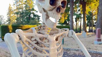 bakgrund för text på halloween höst Semester en mänsklig skelett sitter på en träd, och Nästa till den är en skelett av en fågel, en gam, de kamera långsamt flyter förbi, skytte en för halloween video