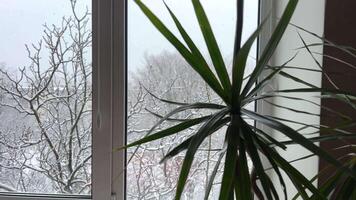 sweet home View from the window on the snow-covered yard A palm tree grows in the room It's snowing on the trees outside in winter Snow outside the window is falling in large flakes video