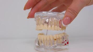 dentista demostrar cómo a limpiar diente en dental oficina, dientes modelo y dental herramienta dental cuidado concepto video