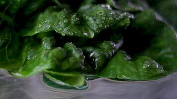 riego lechuga romana lechuga agua despacio gotas en gotas irrigación de verde grande hojas en un vaso mesa lento movimiento de apropiado nutrición verduras Fresco lechuga lavar video