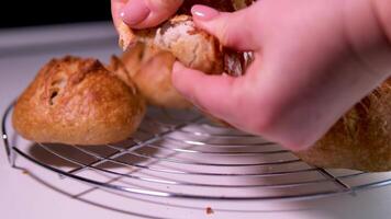 dense sans levure des pâtisseries femelle mains Pause Frais mais serré fait maison pain gris farine Rouleaux délicieux celui de maman nourriture en bonne santé boulangerie des produits video