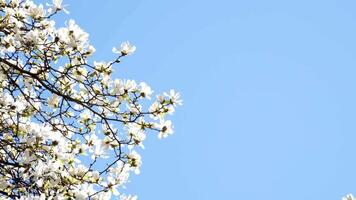 Kirsche blühen Baum Weiß Blumen Frühling Frühling Landschaft Hintergrund Natur Blau Himmel sonnig Sommer- Geäst organisch Landwirtschaft fliegend Bienen Pollen video