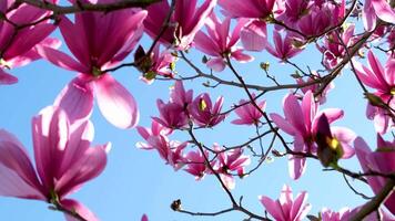 Magnolie Baum Blüten im Frühling mit Blau Himmel. zärtlich Rosa Blumen Baden im Sonnenlicht. warm April Wetter. Blühen Magnolie Baum im Frühling auf Pastell- Bokeh Blau Himmel und Rosa Hintergrund video