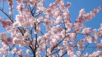 Kirsche blühen Blumen japanisch Sakura Bäume Obst Shinjuku Gyoen National Park Natur Tokyo Asien Japan video