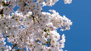 Blossom apple tree branch with white flowers on blue sky and bright sun background. Natural floral seasonal background video