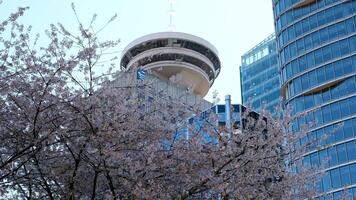 Porto Centro Canadá Lugar, colocar uma alta torre banhado dentro cereja flores dentro a Primavera dentro Vancouver, Canadá uma brilhante céu Porto observação área coberta Vancouver atrações Centro Próximo para a skytrain centro da cidade video