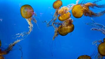 Group of Jellyfish calmly swimming against a blue backdrop in slow motion video