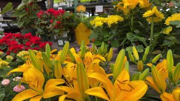 flor comprar, plantas, mudas uma ampla departamento dentro a loja para comprando diferente flores para plantar plantas dentro a jardim uma transparente teto em de madeira mesas flores video