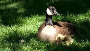 sunny day little canadian goose goslings walking on green grass in Vancouver city in Canada eating grass and bread mom protecting little baby chicks and close up slow motion in nature downtown video